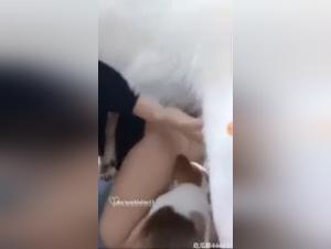 orgies animales sauvages avec chiens