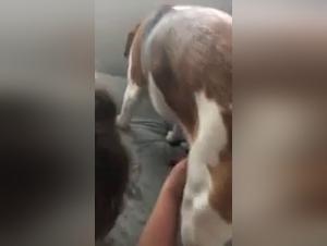 Hard threesome with a woman and two dogs