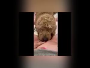 Submissive wife and her dog: a beastly video not to be missed