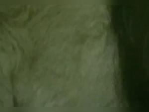 Hund vergewaltigt Milly, Sperma-Explosion