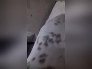 Bestiality video compilation: sex with dog and extreme