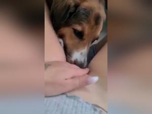Dog fickt ein Mädchen
