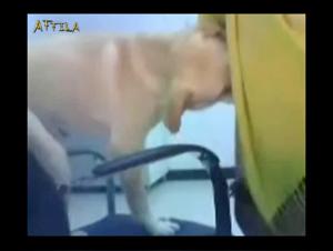 Video of Sex with a Dog