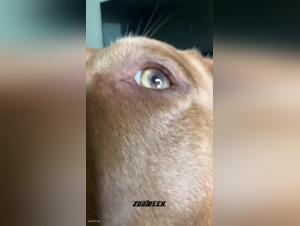 pornzoo animal erotic