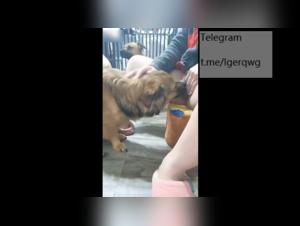 Asian woman subjected to horny dogs - Bestiality sex video