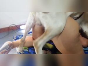 Milly Baila con Perro: Experiencias Nuevas