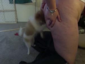 Dog Sex Video: An Intense and Exciting Experience
