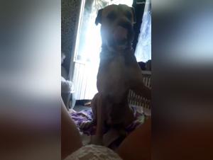 Bestiality and extreme sex: My good boy