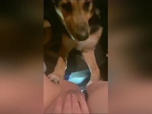 The Hottest sluts in Zoophilia