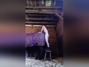 Bestiality: A Man and his Mare