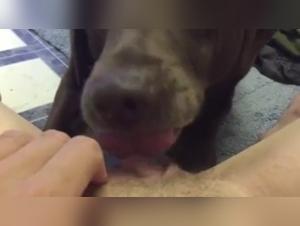 A dog licks an enormous erect clitoris