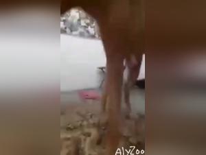 AlyZoo: An Exciting Zoophile Experience