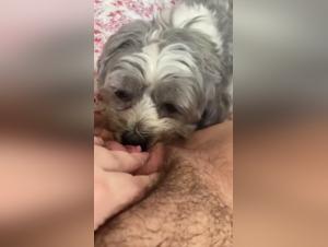 videos bestiality porn