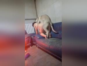 The Lesbian Slut Seduces the Dog