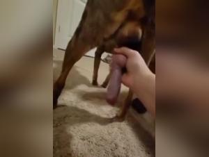 Safada Baise Chien Pauzudo - Vidéo Hardcore