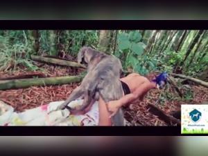 Alison - Enormous Dog Bite: Demon Forest