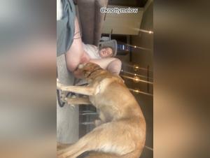 Hund vögelt Husky in einer Zoophilie-Session