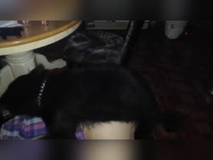 Sex with Dog Video - Extreme Zoophilia