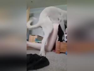 Bestiality sex video: a woman and her dog