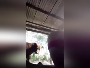 animal porn wife with family dog