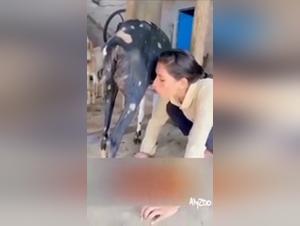 Beating my dog: a journey into the terror and pleasure of sensory experience