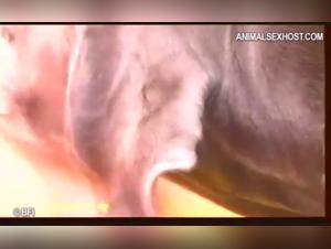 Junge Madchen und grosse Hunde: Schockierende Videos uber Sodomie und Zoophilie