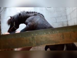 ponys zooph