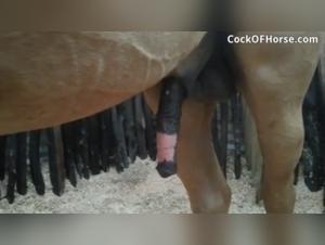 Zoophilia video with a horse