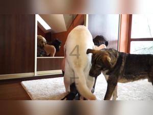 Femme et chiens dans un zoo : une expérience bestiale