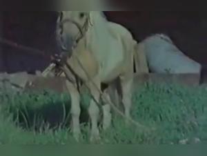 Vintage bestiality: titillated women in nature