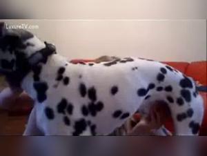 Bestiality with a Dog