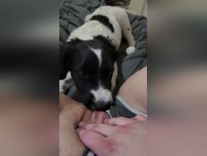 Hot dog girl gets licked by her fat pussy love and enjoys it very much