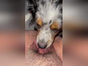 Dog Sex Videos That Will Make You Shiver