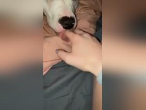 Exciting your canine partner: tips and advice for a beastly evening