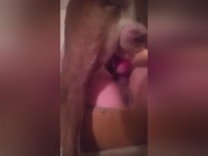 Dog Sex Videos - Best Positions