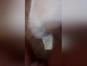 Curious woman and dog in bestiality sex video