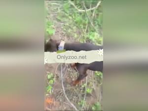 forbidden desires: dog sex, slutty surrender