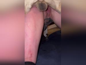 Pushing Boundaries: Exploring Bestiality