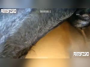 The Funniest Animal Videos on AnimateTube.com