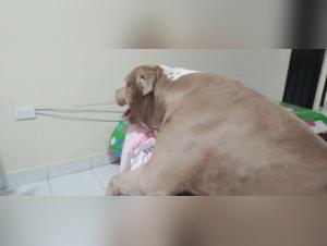 Fille baise chien hardcore 98/144