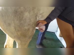 Top Animal Porn Videos Streaming