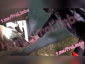 Pigs and dogs in hardcore bestiality scenes