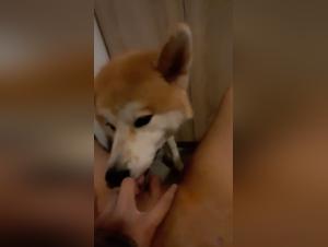 Bestial encounter: woman and dog