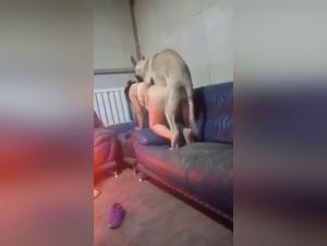 Understanding Bestiality Lovers