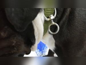 Unleashed Desire: Live Bestiality in a Hardcore Kink Cafe