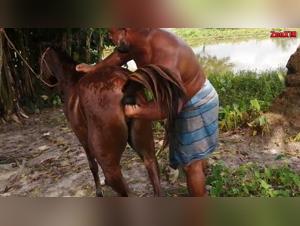 Fucking and Fist-Fucking with a Mare