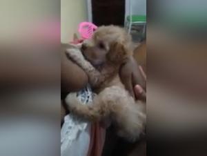 Eine Frau stillt einen kleinen Hund