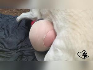 Delving into the Dark Side: Zoophile Compilations