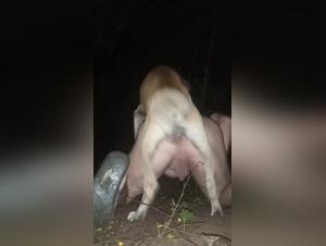 Forbidden Desires: Delving into Bestiality