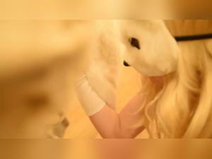 godiva sucumbe al deseo canino